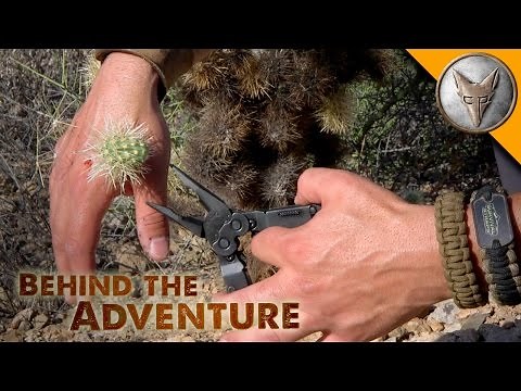 Ouch! Jumping Cactus Attack!