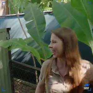 With the Australia Zoo running out of funds, the whole Irwin family is fighting to maintain the animals' way of life. Watch the new special Crikey! It's #TheIrwins: Life in Lockdown on Animal Planet tomorrow at 9p! | Crikey! It's the Irwins