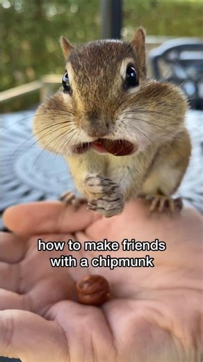 How To Make Friends With A Chipmunk