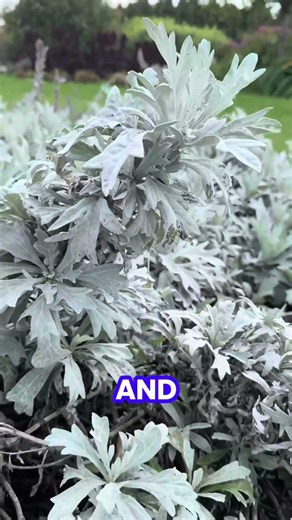 The Beauty of Foliage in the Garden