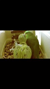 109K views · 2.8K reactions | Miss us? We miss you! Part 26of tricking my bird into adopting a baby bird as her own. #petjourney #BabyBird #tinkkiwi | Tinkkiwi | Facebook