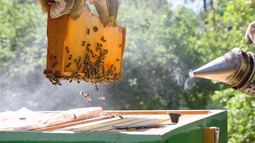 400 years ago this spring, honeybees first arrived in North America on a British ship