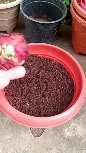 Growing Gulab Flowers: Tips and Techniques