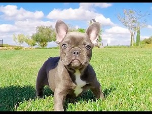 Cali is our Blue French Bulldog Female Puppy for Sale!