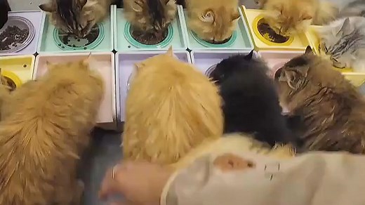 女博士亲测：Littermaid L5猫砂盆搭配碳素猫砂，除臭高效，猫咪爱用，懒人养猫福音！