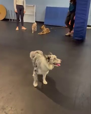 Shy dog playgroup is a great place for shy dogs to socialize and learn to play well with other dogs. | Zoom Room Dog Training