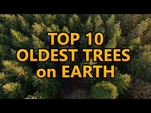 Top 10 oldest trees on Earth