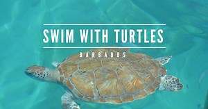 Swim with the turtles in Barbados