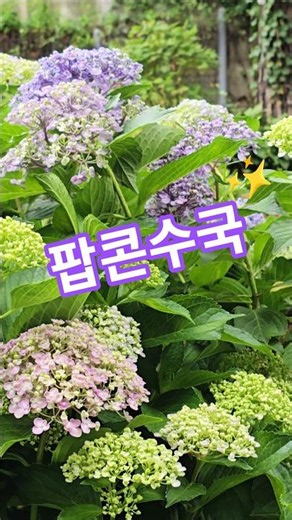 A beautiful walking path where popcorn hydrangeas bloom 🤍🌿 #LimYoungWoong #IfILoveAgain #Walking