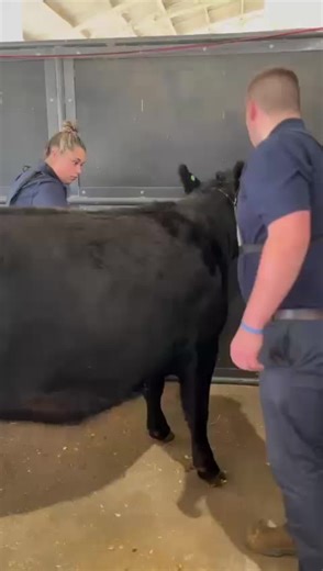 British and Irish Lions starting to prep their heifer at the World Angus Forum Youth Competition. | Aberdeen-Angus Cattle Society
