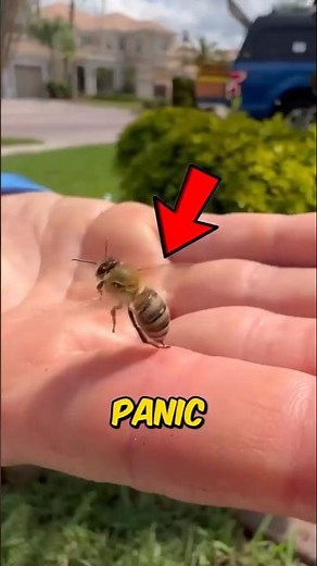 👉 What To Do If You Get Stung By a Bee (Most People Make This Mistake)