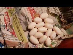 Rare Captive Breeding of Deady Eastern Brown Snakes by Melbourne Snake Handler