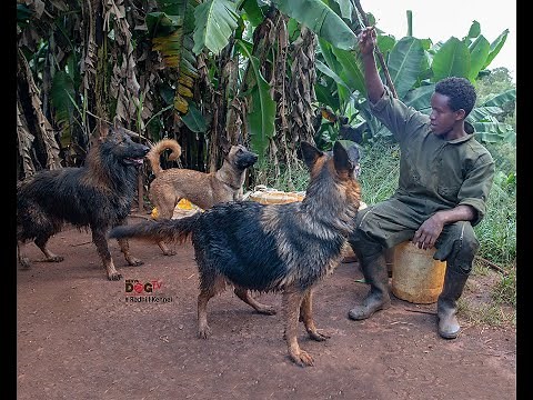 Dog Tv Kenya Episode 3 (REDHILL KENNEL LIMURU KIAMBU COUNTY)