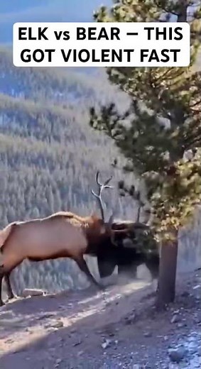 ELK VS BEAR: The Most Insane Mountain Cliff Fight Ever Caught on Camera. #wildlife #bear #elk