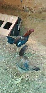 3 months 3weeks old, boles clayback | Bobby Boles Asil and lacy Roundheads