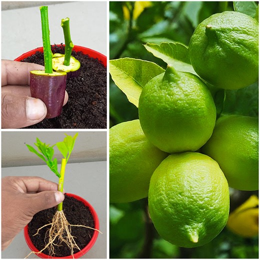How to propagate lemon tree from cuttings || lemon tree cuttings easy method | Dian Creative