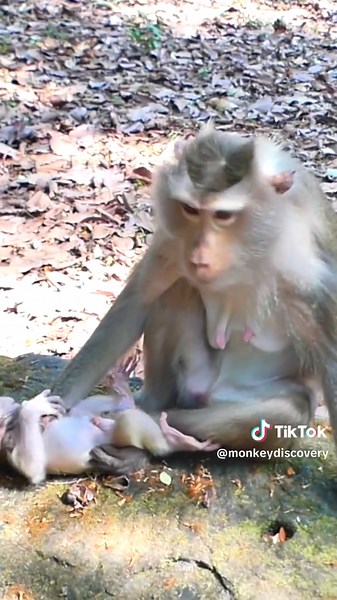 Baby Levy get discipline with mom Libby in wild before NGO Help! #Motherhood #babymonkey #SafeHaven #ForeverLove #wildlife #macaque #babymonkey🐒❤️️justlove