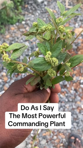 Discover the Powerful Commanding Plant for Daily Use