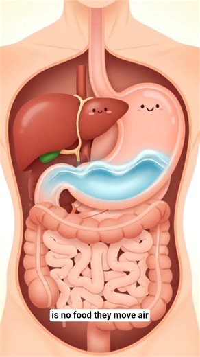 does your stomach growl randomly ? here's why #educational #facts #gutfeeling #anatomy #biology #fun