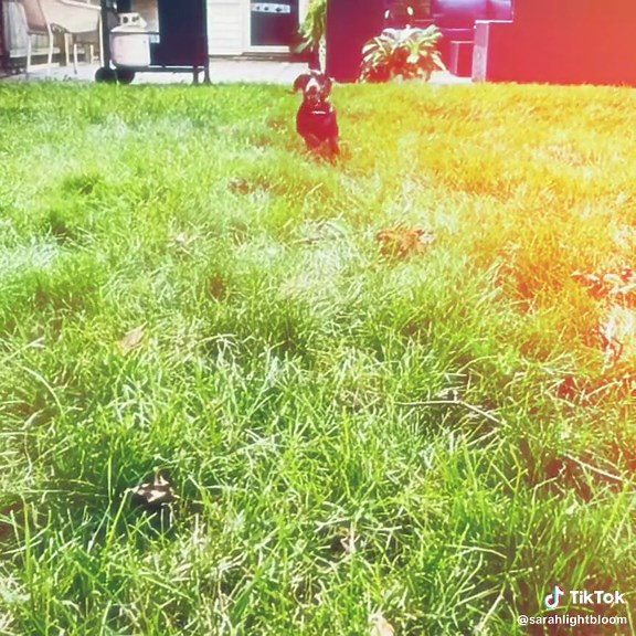 Sarah Bloom on TikTok