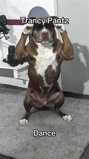 The Trancy Pantz Dance 🤣 #dogdance #CapCut
