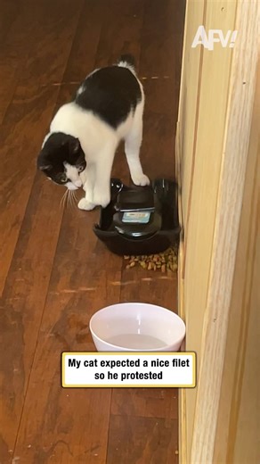 Funny Cat Moments That Will Make You Laugh Out Loud