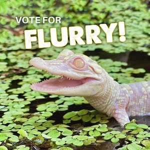 See Flurry, our albino alligator, on your next Frontier aircraft! | Wild Florida | Facebook