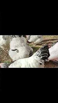 🐓 Beautiful Fancy Chicken | Stunning Poultry Shorts Video #chickens