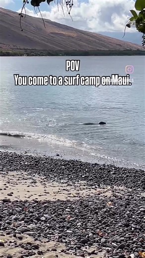 🦭Olowalu, Maui has a few resident Hawaiian Monk Seals that play along the shore and rest on the sands of this beautiful West Maui coastline. 🏄🏼‍♀️At Maui Surfer Girls camps, we are blessed to wake up to this view every morning! Green sea turtles, humpback whales, monk seals, and views of south Maui and Kaho’olawe are just steps out the back door of your cabin. Come surf with us! 2026 spots still available for Teen Girls Summer camp and Women’s Fall camp. 🤙🏽 #surfcamp #mauisurfergirls #women