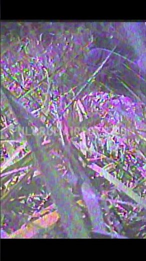 Airsoft Drone VS Poor Players #airsoftnation #militarytechnology