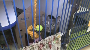 Discounted pet adoption event