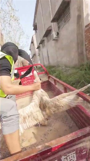 Where’s the big goose? My country life. Tricycle. Never expected. assistant. First perspe