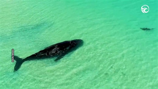 Stranded whale finally rescued