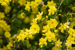 Primrose Jasmine, Chinese Jasmine, Jasminum Primulinum, Jasminum Mesnyi (6 Cuttings 7"  Each) NOT ROOTED - Etsy