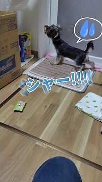 成長記録🐾お迎え直後と今 #ヨークシャテリア #ヨーキー子犬 #可愛いわんこ #こいぬのいる暮らし