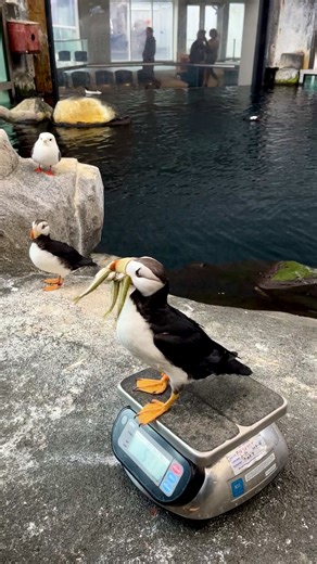 Meet Pyrite, our Bird of the Week! Pyrite was born in 2019, so he's working on his #adulting skills 😂 This video shows Pyrite practicing "bill stacking." He's practicing how to carry LOTS of fish in his bill, like he would to bring food to his chicks. | Alaska SeaLife Center