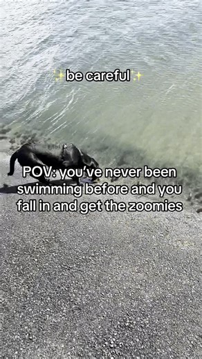 The Black Lab Spot | Hopefully this didnt make me afraid to go swimming! #dogsofinstagramviral #dogsofinstagrams #puppysofinstagram #puppy #blacklab #labpuppy... | Instagram