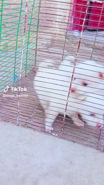 Russian Dogs: Unveiling the Beauty of GSD Puppies