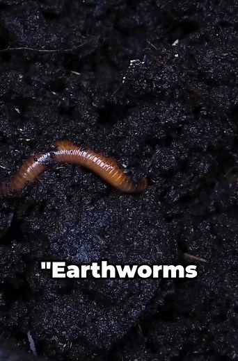 1.4K views | How are Earthworms formed #youtubeshorts #facts #interestingfacts #shortfacts #shorts #subscribe | Trina Medina | Facebook