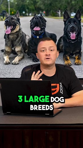 140K views · 2.2K reactions | 3 Large Dog Breeds We DON’T Recommend #dog #puppy #bloodhound #giantshnauzer #akita #dogs #doglover #dogmom #fyp | American Standard Dog Training | Facebook