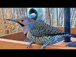 Up Close Male Northern Flicker