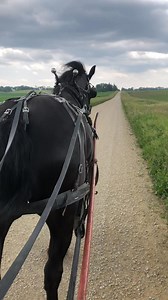Mane Street Horse-Drawn Carriage & Wagon Rides on Reels