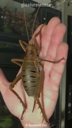 Giant Weta | The Heaviest Insect On Earth #giantweta #crickets #wildlife #documentary #FYI #foryou | Nature Lens