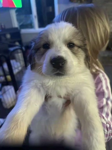 Great Pyrenees Puppies For Sale in Honeoye Falls