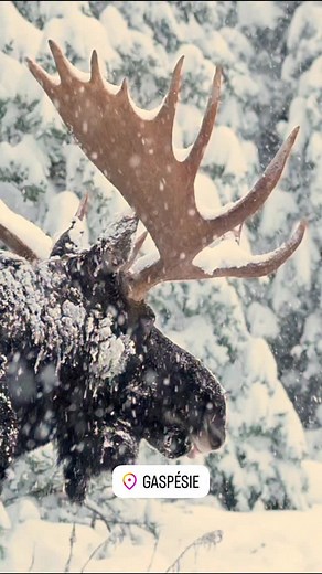 Majestueux mâle orignal sous la neige. Quel animal impressionnant ! 🫎 | Nature en vue - Eric Deschamps Photographie