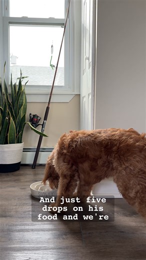 Do you ever think about how short your dog's life expectancy is? Rituals provides a solution to help keep your dog's health a priority. ✅ Supports healthy skin ✅ Enhances cognitive function ✅ Promotes overall wellness, ensuring pets remain healthy and active | Pet Releaf | Facebook