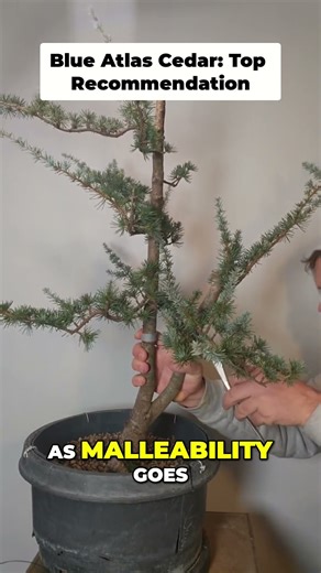 Bonsai Recommendation: This Tree Species is Top-Tier