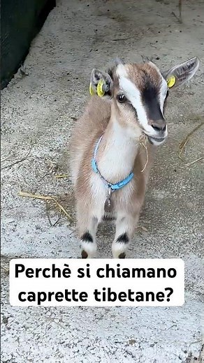 Perchè le caprette tibetane si chiamano cosi?