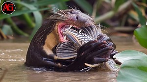 363K views · 7.2K reactions | The Otter Arena Thrilling Adventures in the World of Predatory Hunts | 8 Review 2025 | Facebook