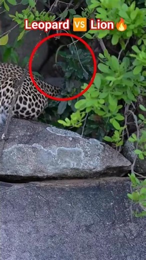 Leopard vs Lion Fight Caught on Safari #specifauna #lion #leopard
